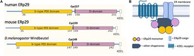 The Probable, Possible, and Novel Functions of ERp29